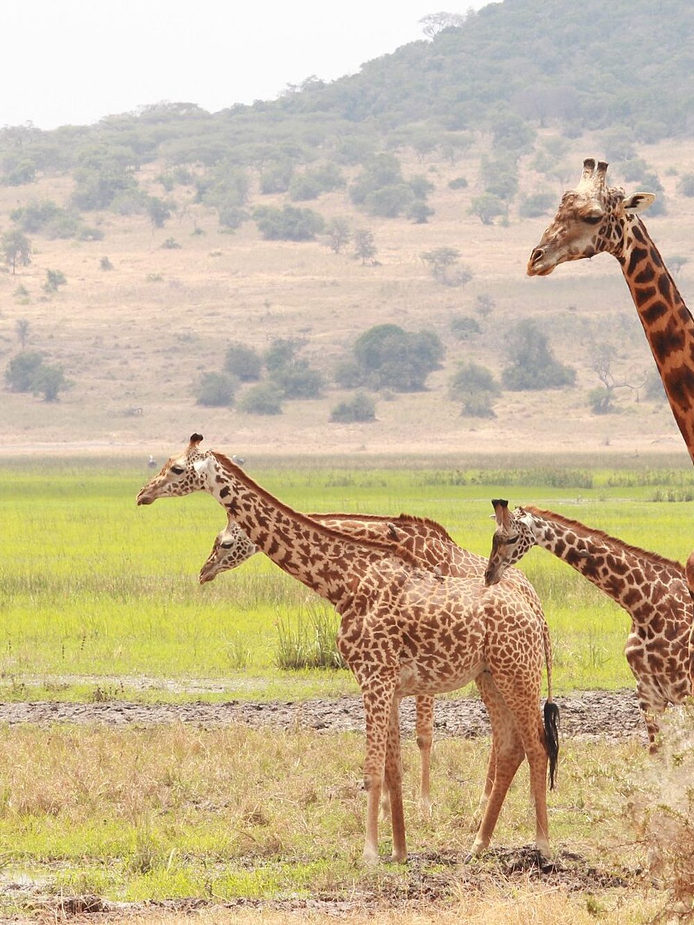 Akagera National Park