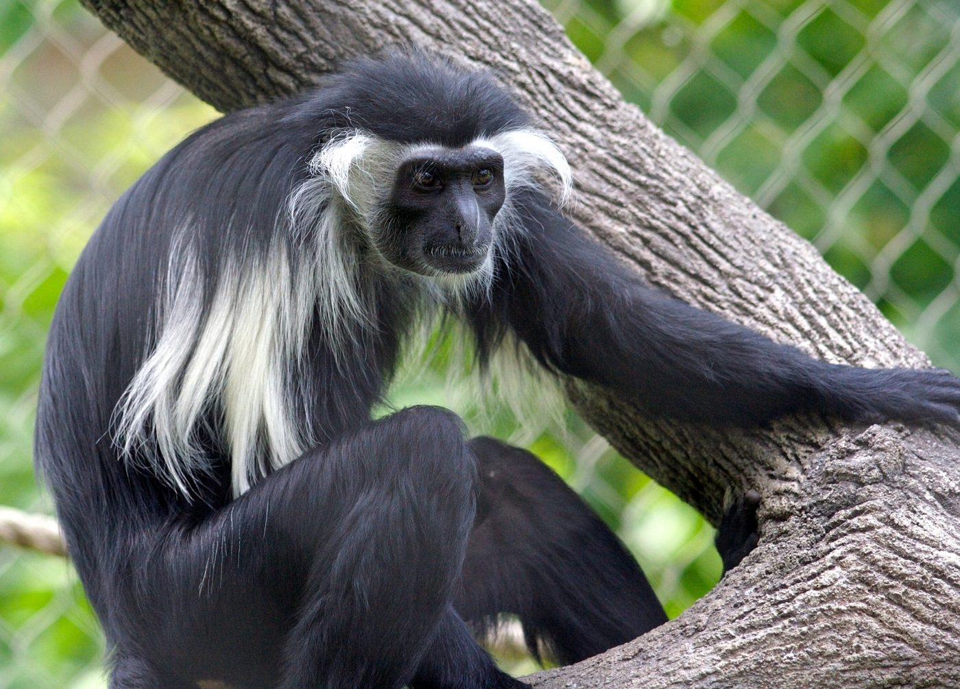 Colobus Monkey Trekking