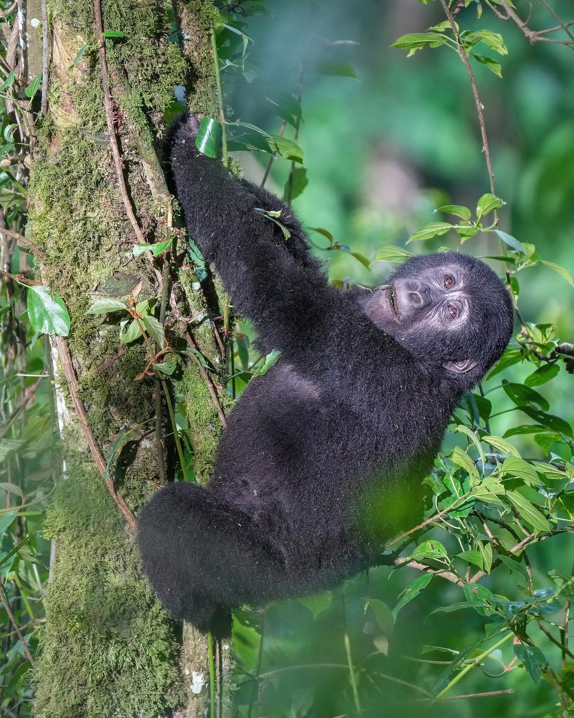 Dian Fossey Museum & Grave Trek