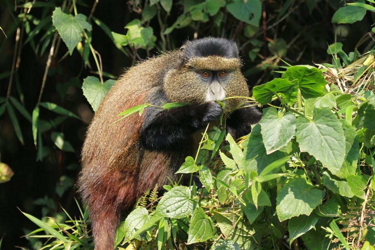 Golden Monkey Trekking