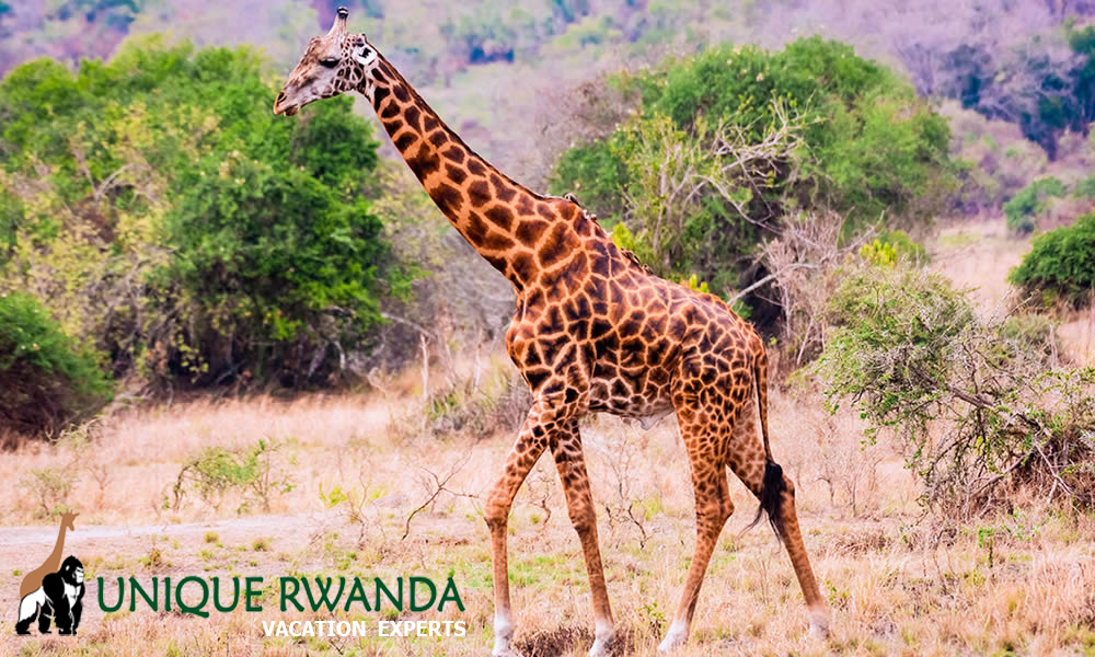 Giraffes on safari in Akagera National Park