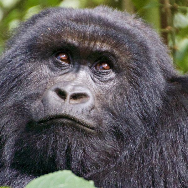 Virunga volcano landscape in northern Rwanda